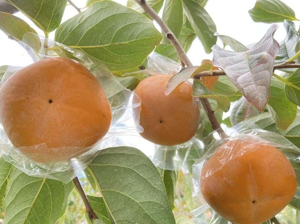 é»ããŠçã çŽã®å·æ¿ 4kg â
åæå±±çãªãªãžãã«â
KF04