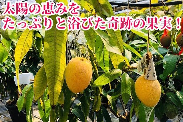 ◆先行予約◆和歌山県産　紀州完熟マンゴー『吉玉』2玉入り［2026年7月下旬から8月下旬頃順次発送予定］［MG19］