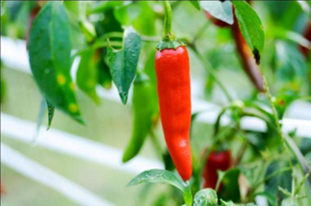 繧縺壻ク蜻ウ繝サ荳蜻ウ郛カ縺ョ隧ー蜷医○