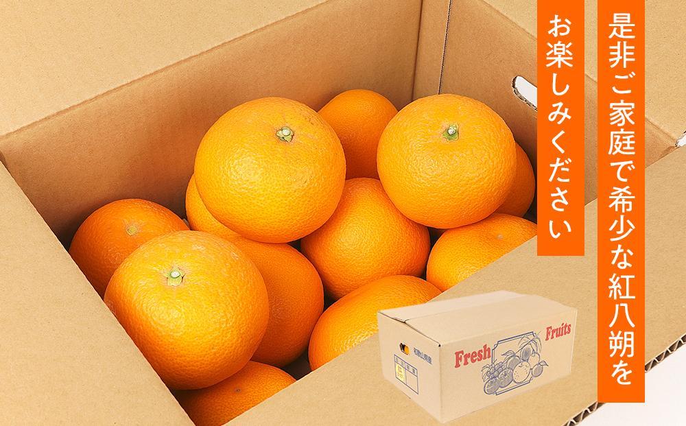 先行予約！希少な紅はっさく 12～18個入り（L～2Lサイズ）［2027年2月初旬頃から発送］［KG9］