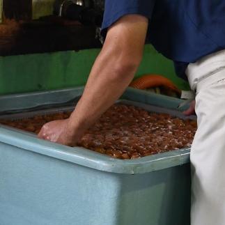 邏蟾槫漉鬮俶「 縺薙s縺カ鬚ィ蜻ウ譴蟷イ 500g 縺泌ョカ蠎ュ逕ィ 縲振S29縲