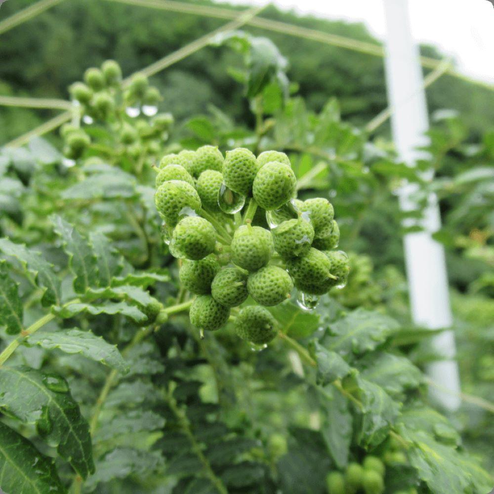 ç²å±±æ€ã»ããäžå³çŒ¶ã®è©°åã