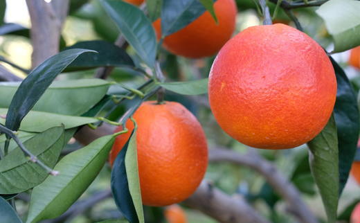 åžå°ã»é«çŽææ©ïŒœåœç£æ¿åãã©ãããªã¬ã³ãžãã¿ããã³çš®ãçŽ3kgâ
2026幎4æé ããé æ¬¡çºéäºå®ïŒ»TM148