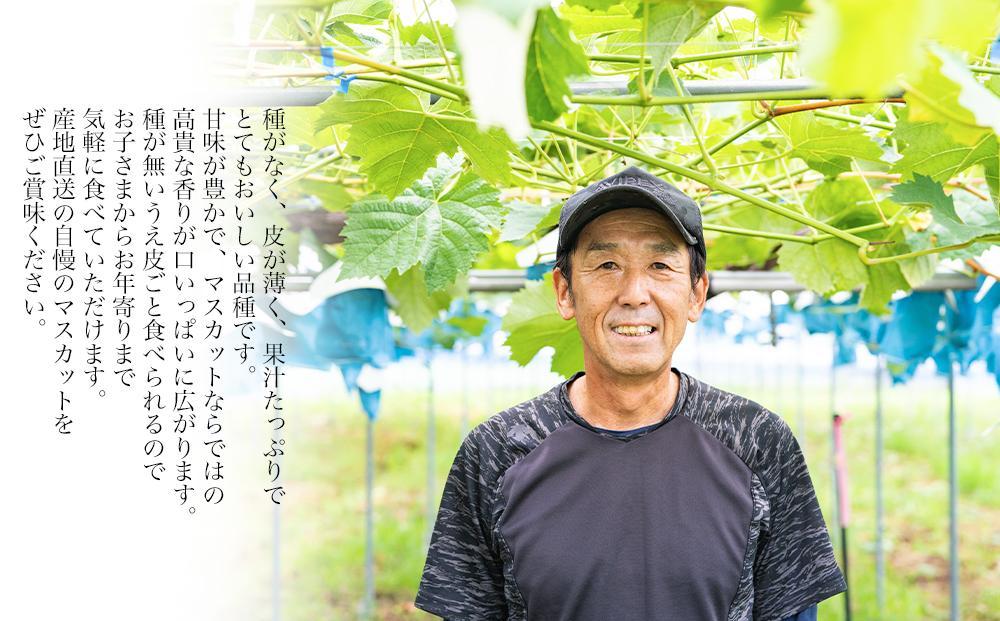 シャインマスカット 1〜3房 ぶどう 和歌山産 【大人気】 ★8月上旬から発送★【KF11】