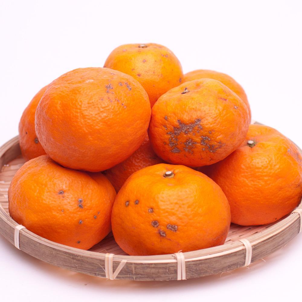 家庭用 カラマンダリン10kg+250g（傷み補償分）［南津海・なつみ］［希少な春柑橘］［わけあり・訳あり］［みかんと同じように食べられます］［IKE69］