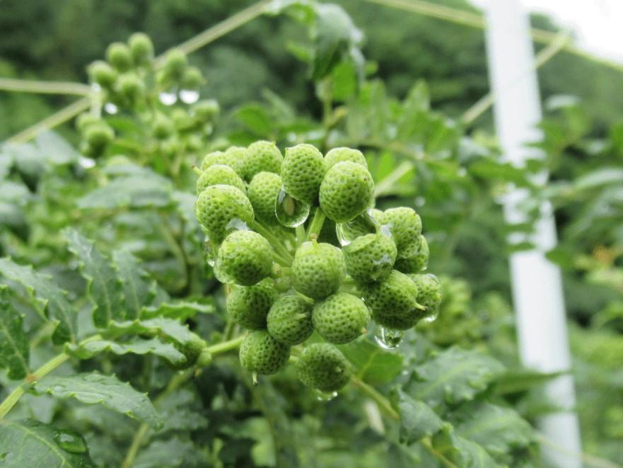 ç²å±±æ€ã»ããäžå³çŒ¶ã®è©°åã