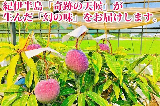 ◆先行予約◆和歌山県産　紀州完熟マンゴー『吉玉』2玉入り［2026年7月下旬から8月下旬頃順次発送予定］［MG19］