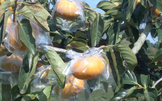 åžå°ïŒœçŽã®å·æ¿çŽ1.8ã2kgïŒçš®ç¡ãïŒç§éžåâ
2026幎10æäžæ¬é ããé æ¬¡çºéTM191