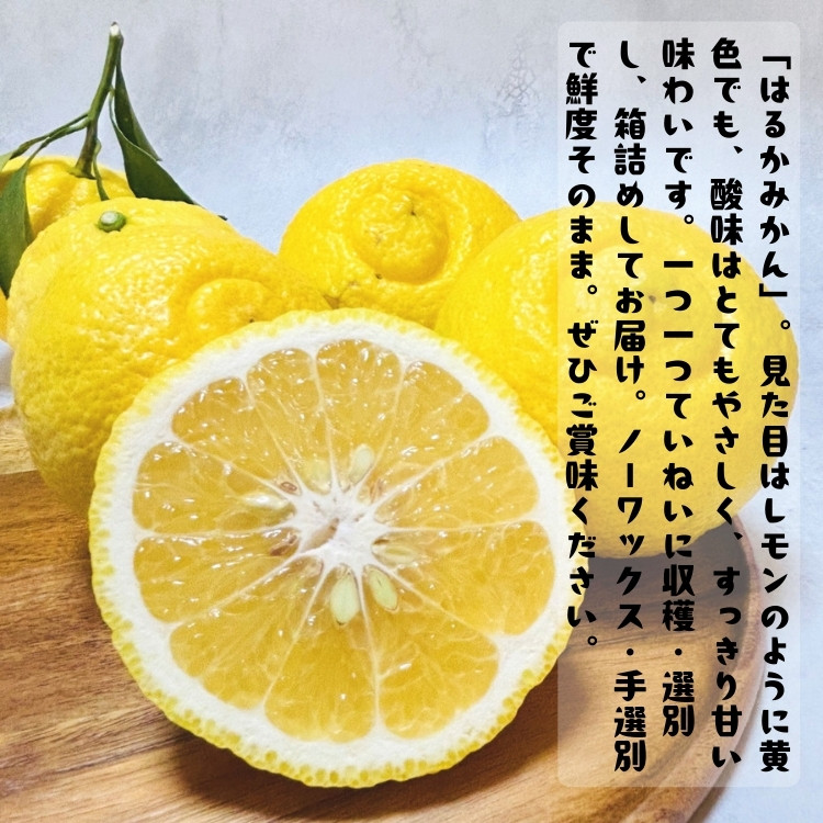 シサ蜈郁。御コ育エシスシサ莠コ豌玲汨讖假シス 譛臥伐閧イ縺。縺ョ 縺ッ繧九° 縺ソ縺九sシ郁ィウ縺ゅj 螳カ蠎ュ逕ィシ10kg シサMS149シス