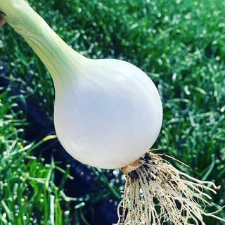 ［2026年発送分・先行予約］農家さん直送 低農薬玉ねぎ 2Lサイズ以上 10kg程度［4月中旬～7月中旬頃発送予定］［KF15］