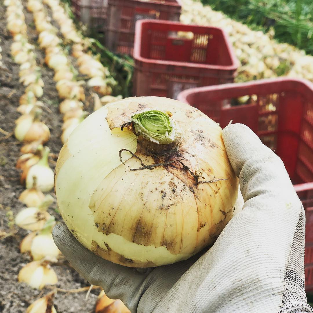 ［2026年発送分・先行予約］農家さん直送 低農薬玉ねぎ 2Lサイズ以上 10kg程度［4月中旬～7月中旬頃発送予定］［KF15］