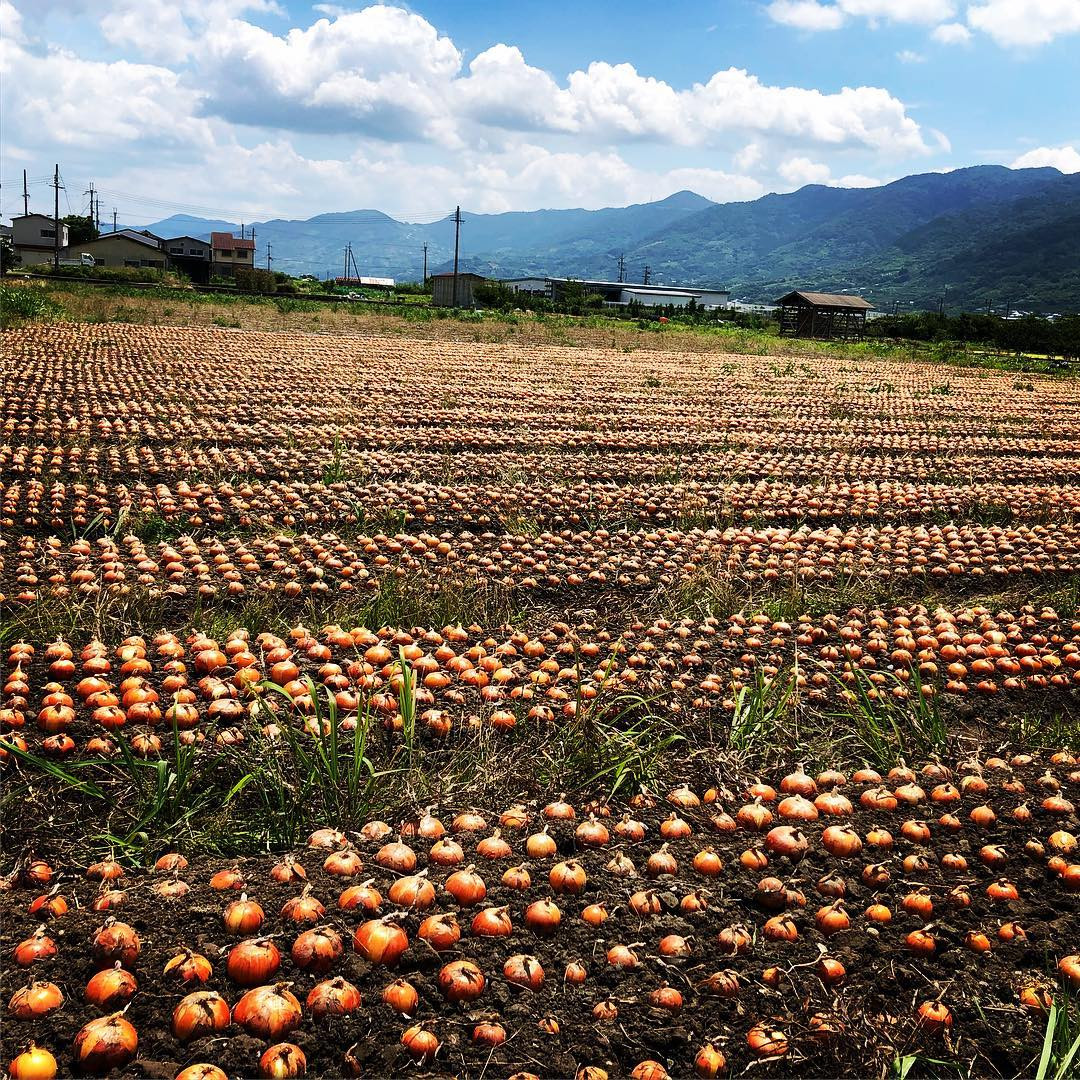 ［2026年発送分・先行予約］農家さん直送 低農薬玉ねぎ 2Lサイズ以上 10kg程度［4月中旬～7月中旬頃発送予定］［KF15］
