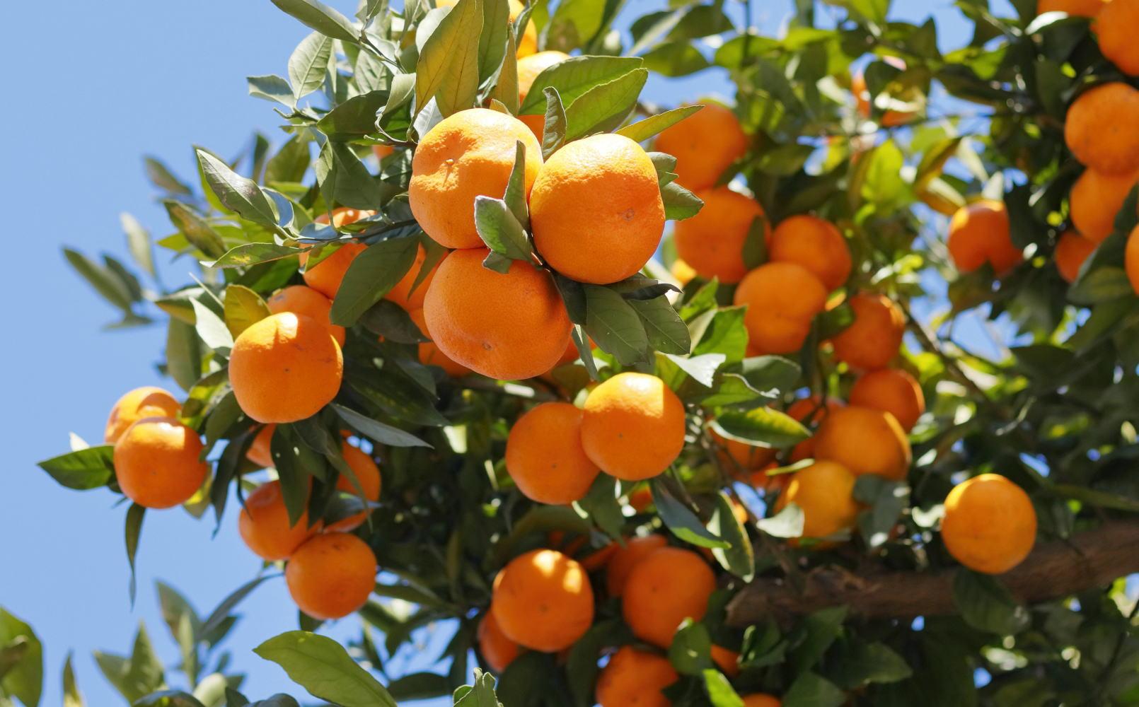 [秀品]和歌山有田みかん約5kg(MまたはLサイズ) ★2025年11月中旬頃より順次発送［TM98］