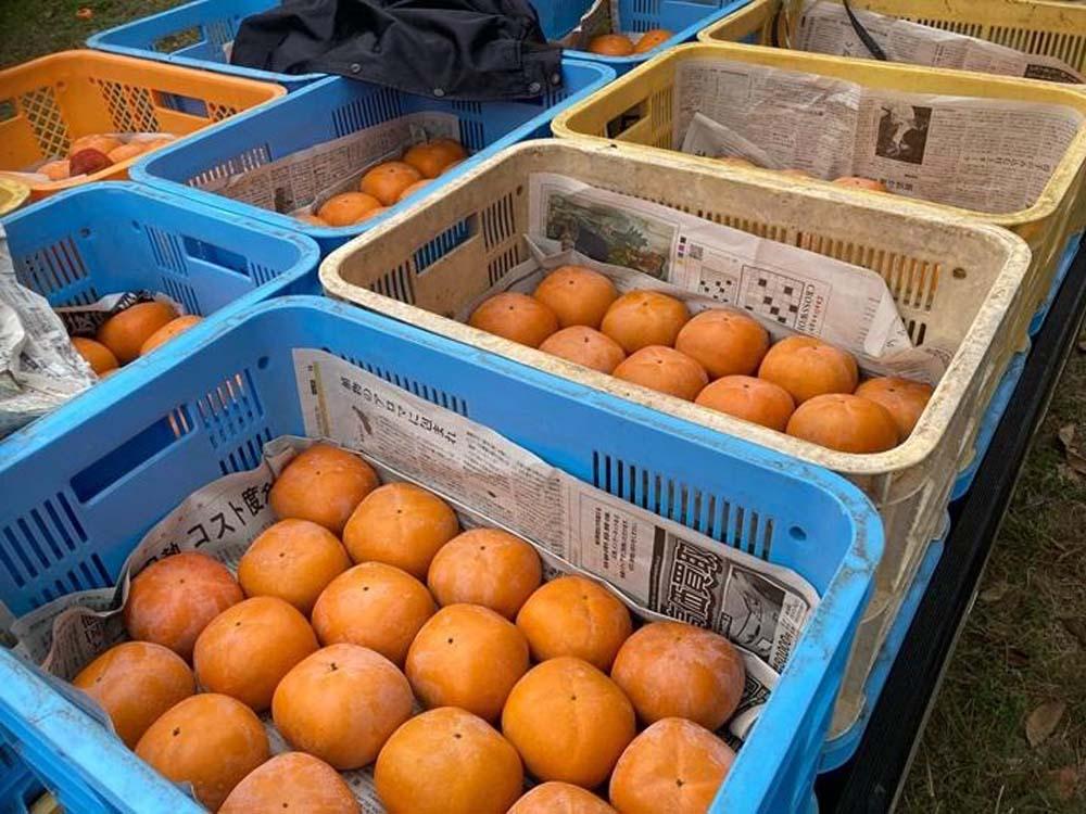 é»ããŠçã çŽã®å·æ¿ 2kg â
åæå±±çãªãªãžãã«â
KF03