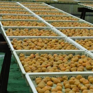 邏蟾槫漉鬮俶「 縺薙s縺カ鬚ィ蜻ウ譴蟷イ 500g 縺泌ョカ蠎ュ逕ィ 縲振S29縲