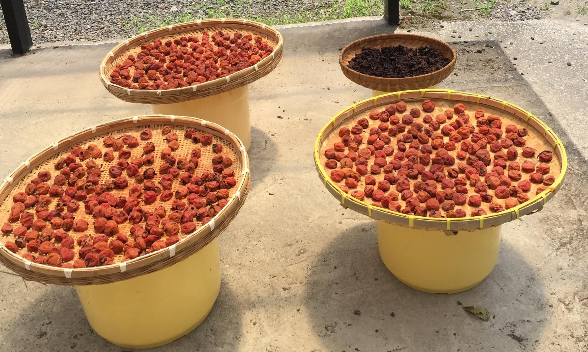 æ¢
å¹²ã»æ¢
é
çšïŒœïŒ4LãŸãã¯3LïŒ10kgïŒçå髿¢
ïŒ2026幎6æäžæ¬ïœ7æ7æ¥çºéäºå®ïŒãã«ãŒã æç© ãã ãã® é£å äººæ° ãããã éæç¡æïŒ»ART09