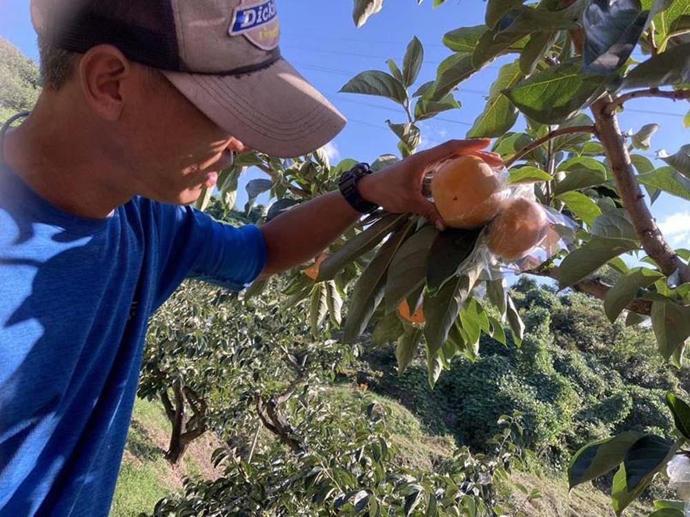 é»ããŠçã çŽã®å·æ¿ 4kg â
åæå±±çãªãªãžãã«â
KF04