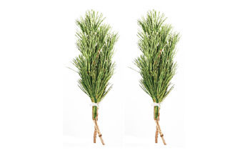 ◇高野槇　１尺５寸２本くくり２束