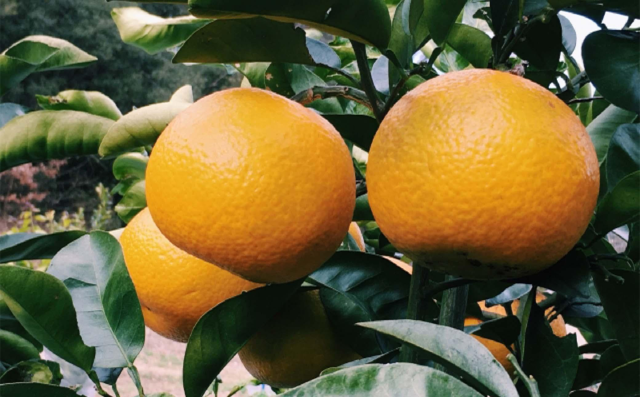 æéžæ èš³ããåæå±± ç±è¯çºç£ å
«æ çŽ10kg ãµã€ãºæ··å ãå®¶åºçš TM205