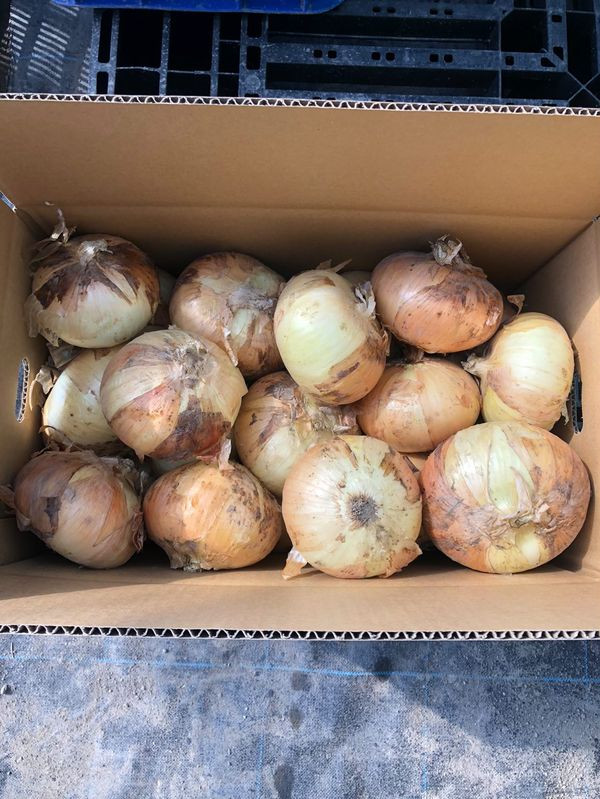 ［2026年発送分・先行予約］農家さん直送 低農薬玉ねぎ 2Lサイズ以上 10kg程度［4月中旬～7月中旬頃発送予定］［KF15］