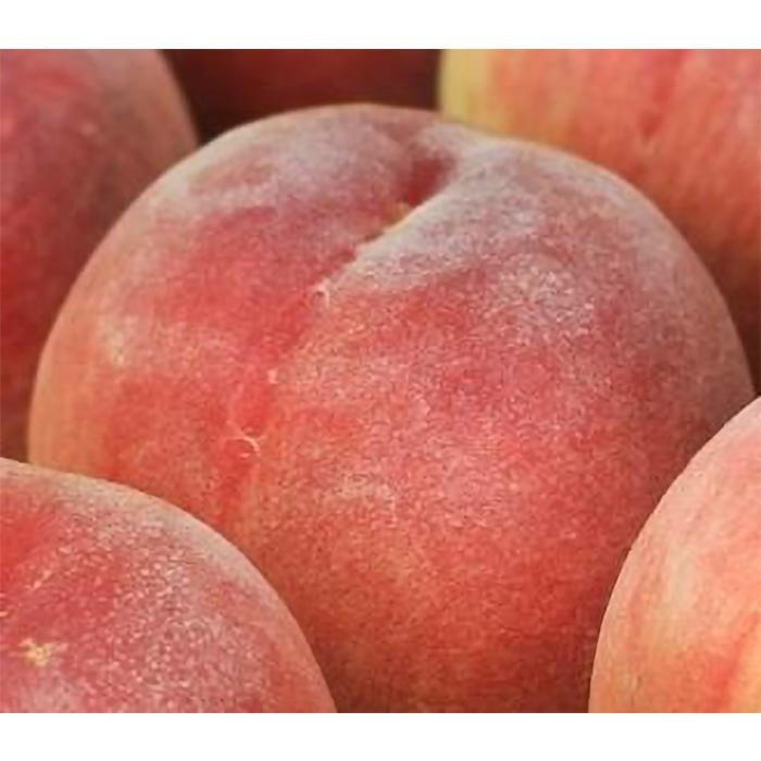 シサ蜈郁。御コ育エシス蜥梧ュ悟アア縺ョ蜴ウ驕ク逋ス譯 邏1kgシサ逋ス魑ウ繝サ貂豌エ逋ス譯繝サ蟾昜クュ蟲カ繝サ繧ゅb繝サ縺ッ縺上→縺シスシサ蛹也イァ邂ア蜈・繧奇シスシサIKE316シス