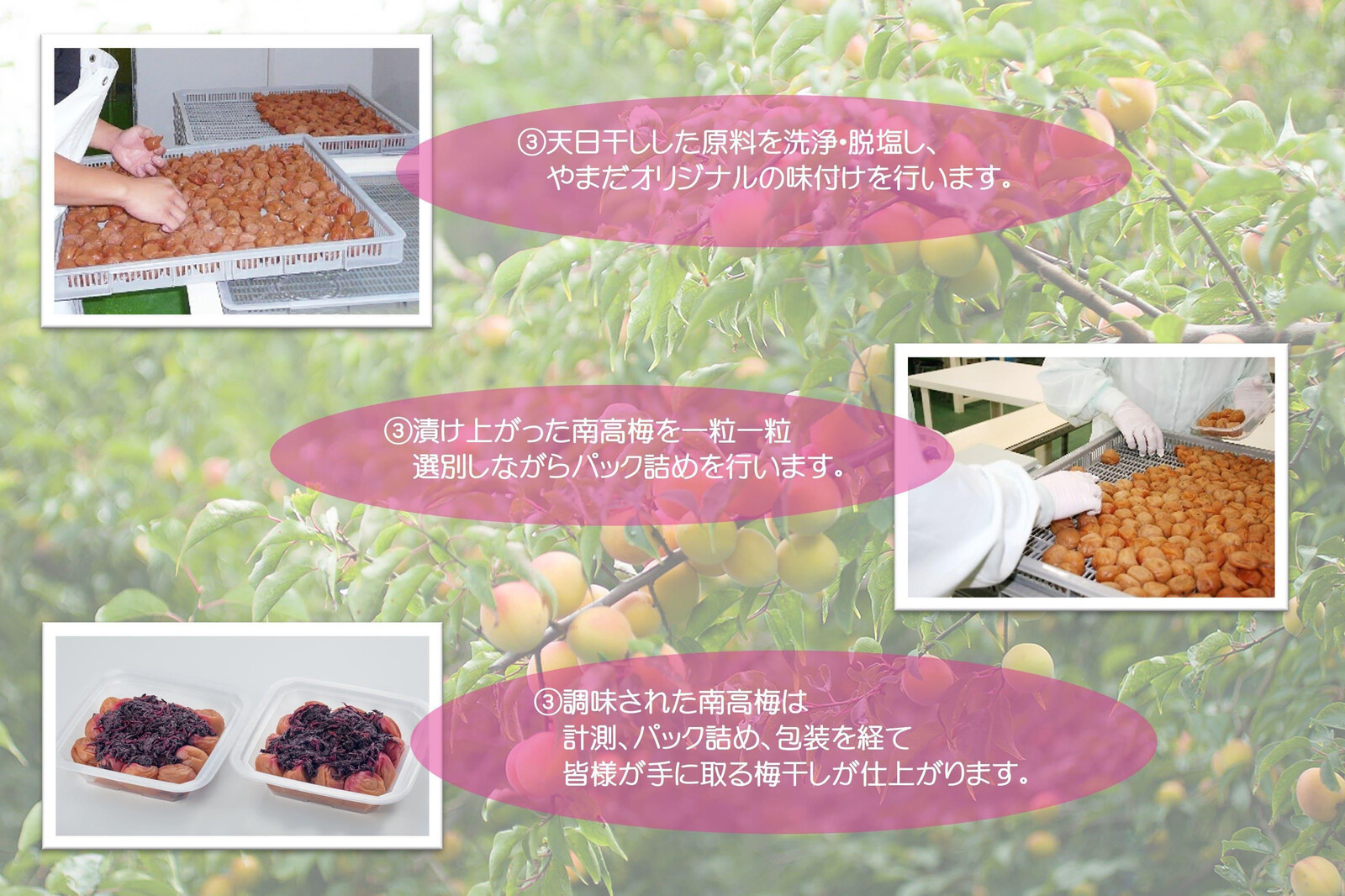 【定期便・2ヵ月毎 全5回】紀州南高梅 しそプレミアム 850g ［YM14］