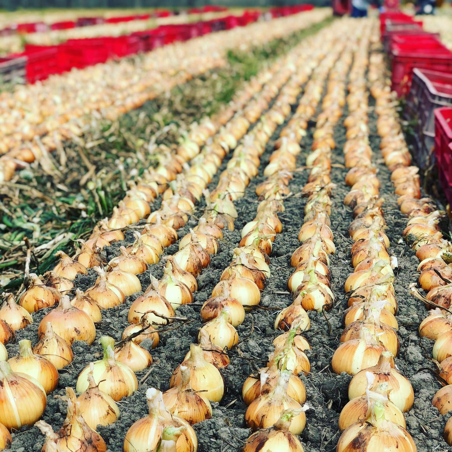 ［2026年発送分・先行予約］農家さん直送 低農薬玉ねぎ 2Lサイズ以上 10kg程度［4月中旬～7月中旬頃発送予定］［KF15］