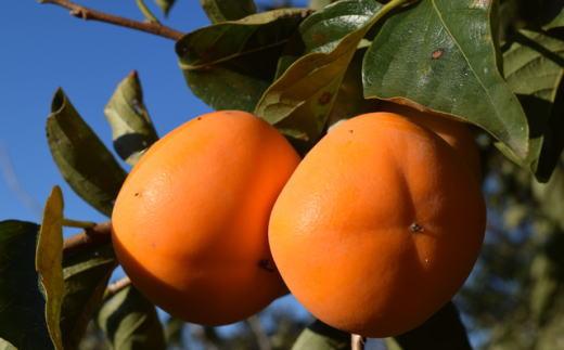 ［秋の味覚］和歌山産たねなし柿2L〜4Lサイズ 約2kg（化粧箱入り）★2026年9月中旬頃より順次発送［TM39］