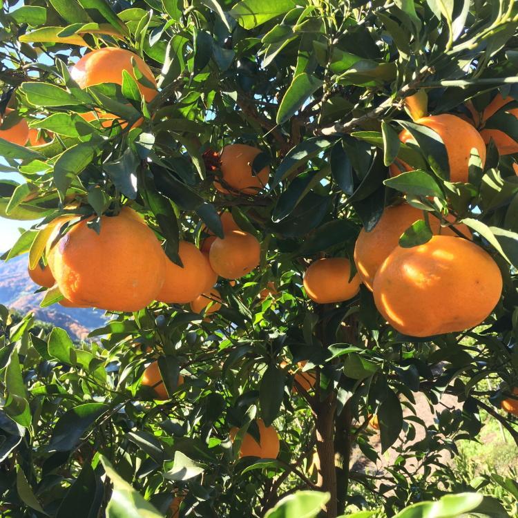 有田育ちの 完熟 ポンカン（ご家庭用）約7.5kg［先行予約］［MS46］