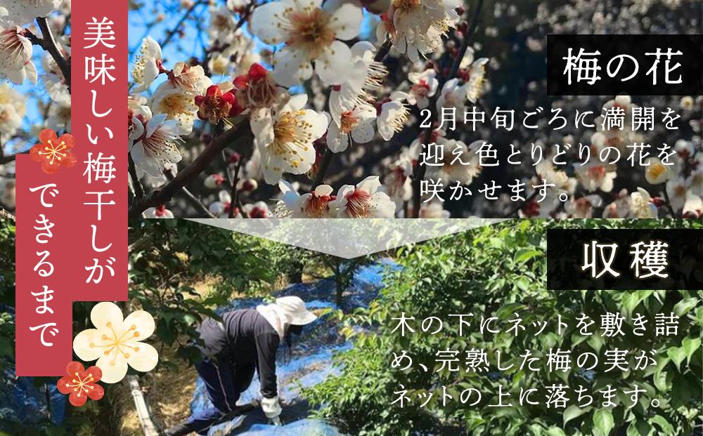 紀州南高梅使用 しそ仕込み完熟梅干し 800g［TM143］