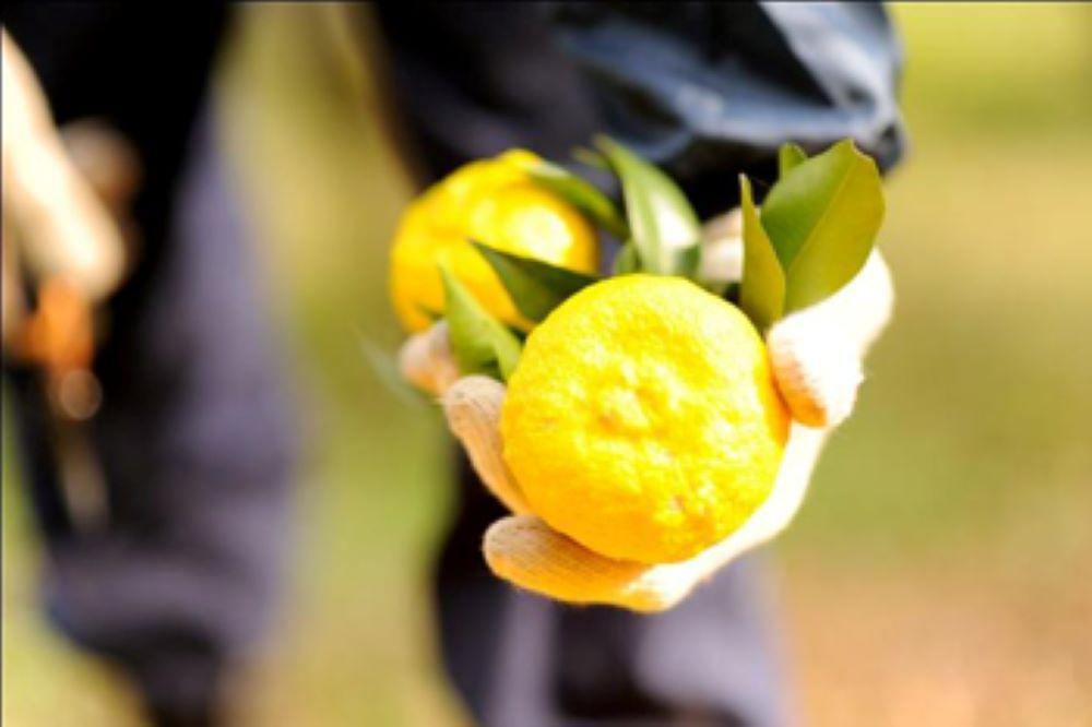 ç²å±±æ€ã»ããäžå³çŒ¶ã®è©°åã