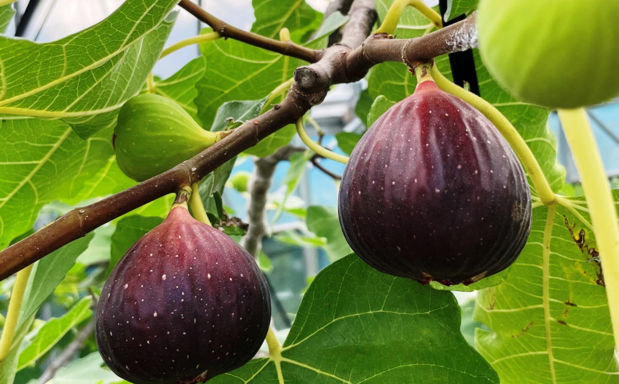 ［ハウス栽培］和歌山県産 樹上完熟 いちじく 12玉入り ★2026年8月頃より順次発送 ［TM207］