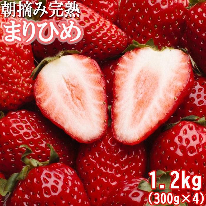 朝摘み完熟まりひめ約1.2kg（300g前後×4トレイ）［和歌山ブランド苺まりひめ］［こだわりの土耕栽培のいちごを農家直送］［IKE97］