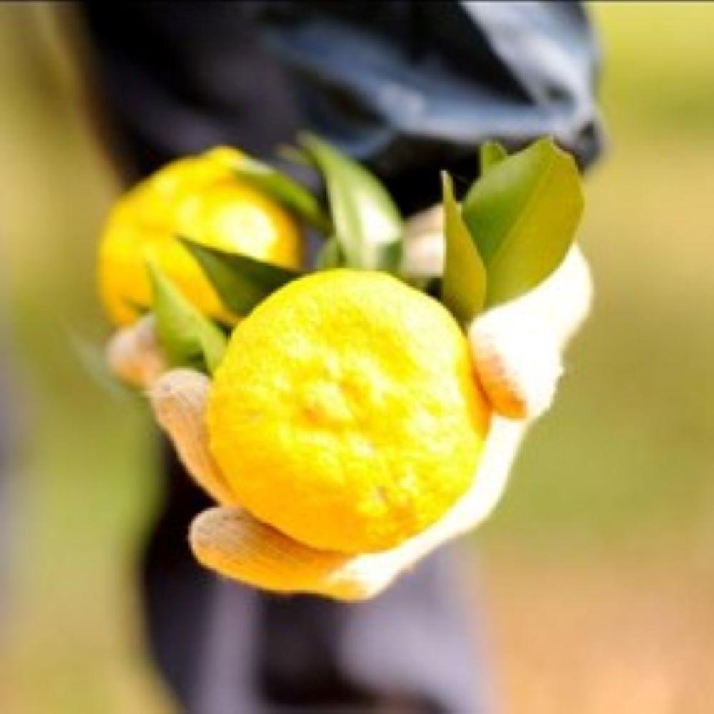 ç²å±±æ€ã»ããäžå³çŒ¶ã®è©°åã