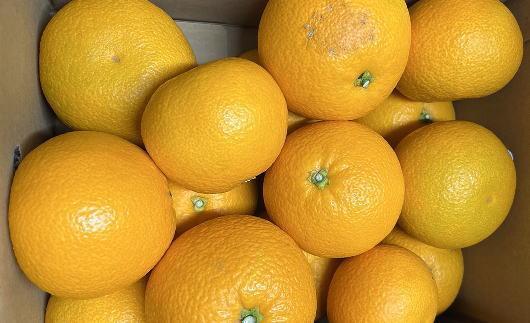 ［希少品］和歌山県産紅八朔約5kg（サイズ混合）★2026年１月下旬頃より順次発送［先行予約］［TM88］