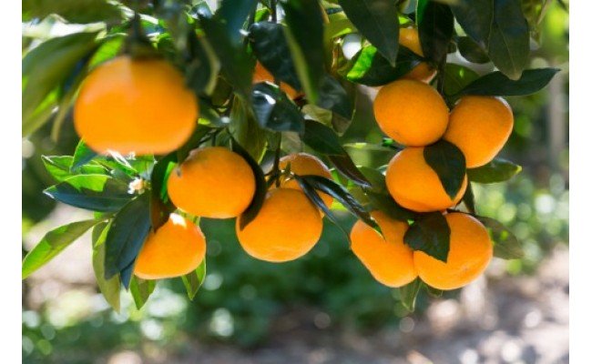 ZD7015_ã2026幎å
è¡äºçŽããç§åã åæå±± æç°ã¿ãã 6kgïŒ2Lãµã€ãºïŒ