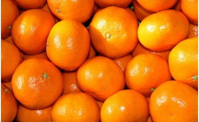 ZD7015_ã2026幎å
è¡äºçŽããç§åã åæå±± æç°ã¿ãã 6kgïŒ2Lãµã€ãºïŒ