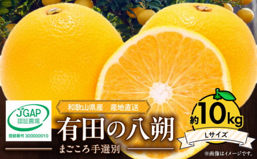 ZE6075n_【2026年先行予約】有田の八朔 (はっさく) 10kg （Lサイズ）まごころ手選別