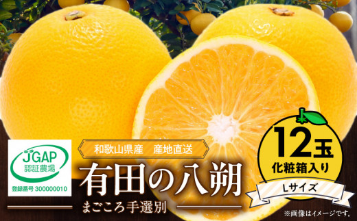 ZE6079n_【2026年先行予約】有田の八朔 (はっさく) 【化粧箱 】（Lサイズ）　12個入り　まごころ手選別