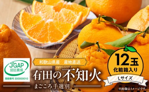 ZE6103n_【2026年先行予約】有田の不知火(しらぬひ）【化粧箱】 12玉（Lサイズ）まごころ手選別