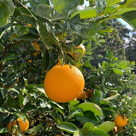 ZE6167n_ã2026幎å
è¡äºçŽãæç°ã®å
«æ (ã¯ã£ãã)ãèš³ãããå®¶åºçšã6kgã(Sïœ4Lãµã€ãºæ··å)ããŸãããæéžå¥