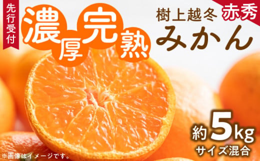 ZD6196n_【2026年先行予約】【濃厚・まろやか】 樹上越冬 完熟 みかん 5kg (2S～Mサイズ混合・秀品)【ミカン 蜜柑 柑橘 温州みかん 有田みかん】