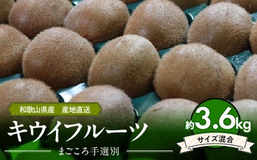 ZE6187n_【2026年先行予約】和歌山県産 キウイフルーツ 3.6kg (サイズ混合) 【まごころ手選別】 【キウイ グリーンキウイ フルーツ 国産】