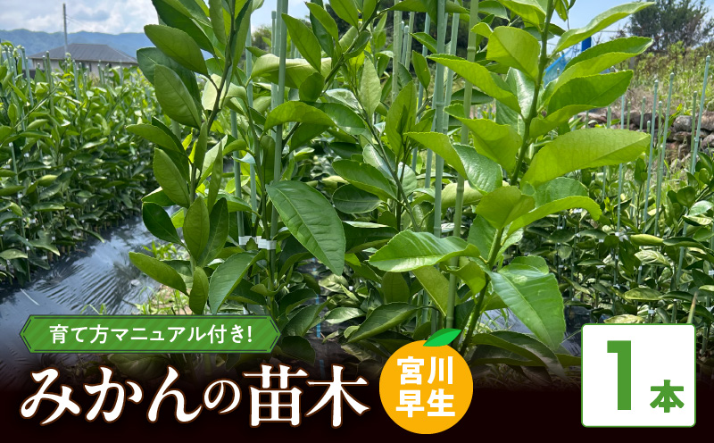 ZE6475_苗木 みかん 2年生【宮川早生】 1本セット【果樹 柑橘類 苗物】