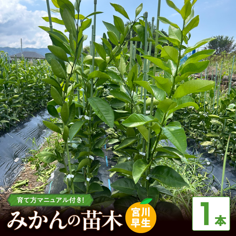 ZE6475_苗木 みかん 2年生【宮川早生】 1本セット【果樹 柑橘類 苗物】