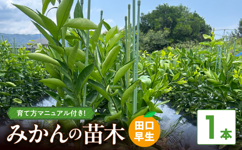 ZE6478_苗木 みかん 2年生【田口早生】 1本