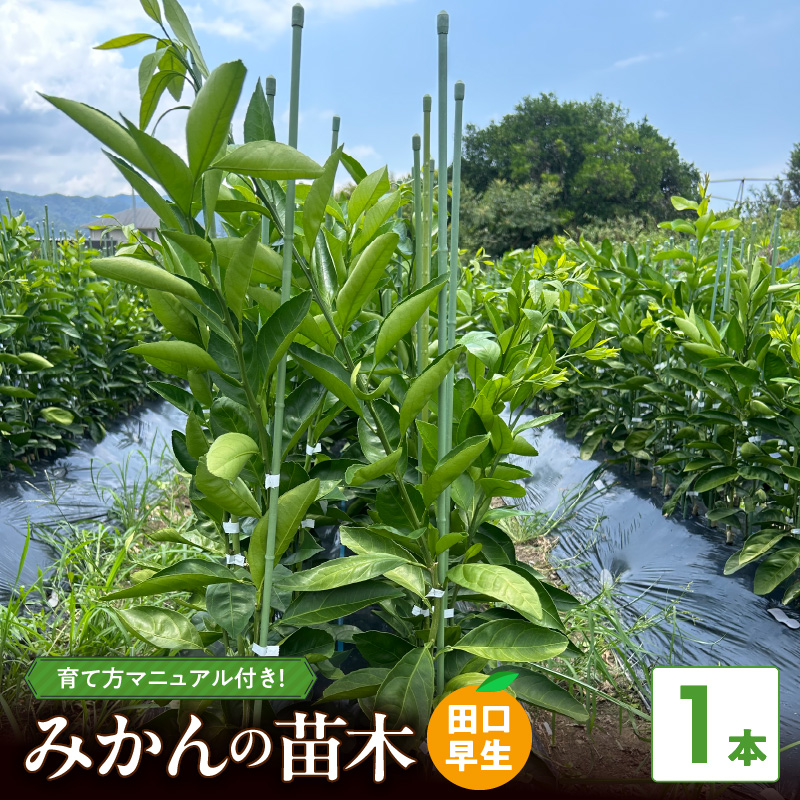 ZE6478_苗木 みかん 2年生【田口早生】 1本