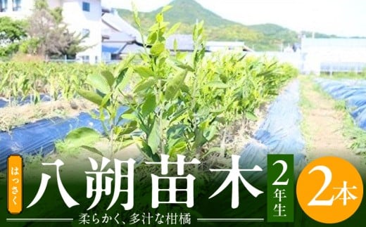 ZE6144_八朔(はっさく)苗木2年生2本セット