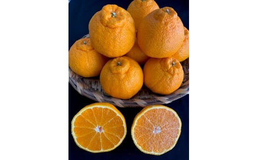 BF6065_ïŒ2026幎å
è¡åä»ïŒããã¬ãïŒãã³ãã³ïŒ24ïœ28çå
¥ã â»çæ¥æå®äžå¯