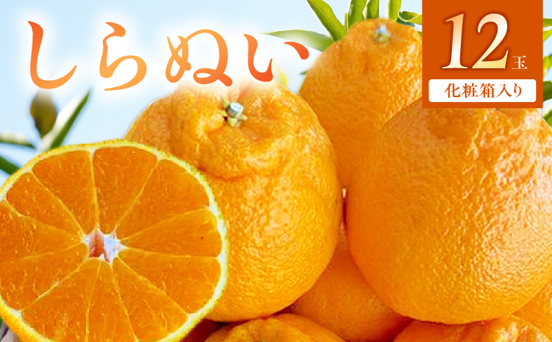 BF6066_（2026年先行受付）しらぬい（デコポン）化粧箱　12玉入り ※着日指定不可